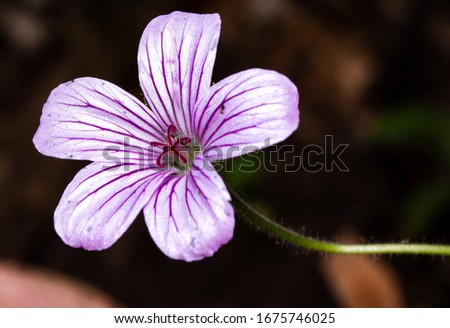 little purple exotic flower with a dark background