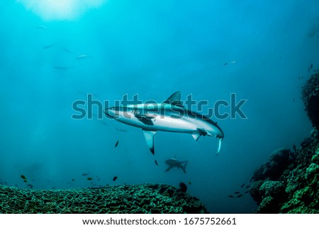 Reef shark swimming peacefully around colorful coral reef in clear blue water