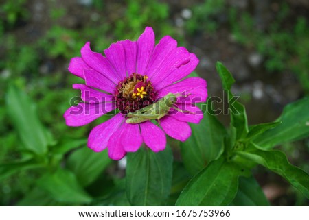Beautiful Pink Zinnia Flowers in the garden.  Zinnia is a genus of plants of the sunflower tribe within the daisy family.