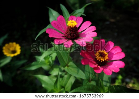 Beautiful Pink Zinnia Flowers in the garden.  Zinnia is a genus of plants of the sunflower tribe within the daisy family.