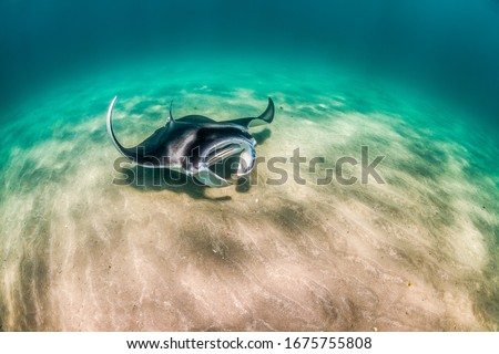 Manta ray swimming gracefully in clear blue water in the wild Royalty-Free Stock Photo #1675755808