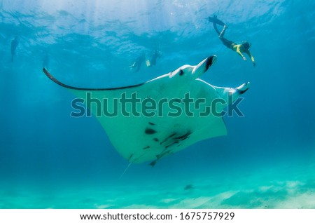 Diver swimming alongside a giant manta ray in clear blue water Royalty-Free Stock Photo #1675757929