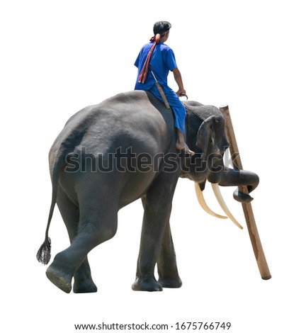 Elephant lifting timber with mahout  isolated on white background ,include clipping path