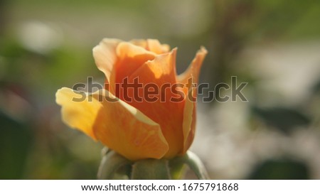 A beautiful shot of a bud of a yellow rose glowing under the sun in the garden