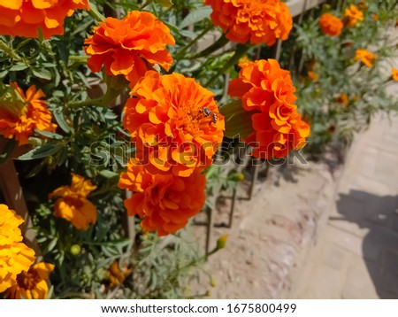 closeup of Mexican Marigold flower.