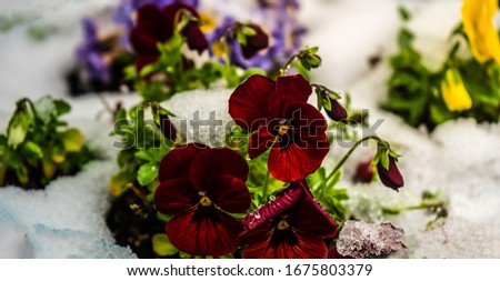 Beautiful tricolor viola flowers ina spring time garden with snow and water drops