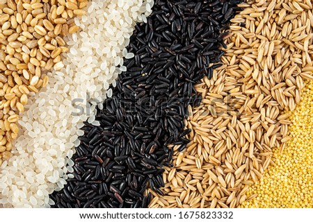 Autumn harvest of grain grain, full screen of whole grains	
 Royalty-Free Stock Photo #1675823332