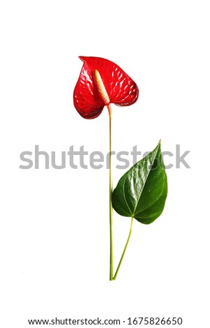 Pattern of a red flower of different sizes on a white background. Seamless pattern. Anthurium flower isolated on white background. Pattern of anthurium. Royalty-Free Stock Photo #1675826650
