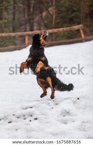 dog hovawart wants to catch a toy on the snow