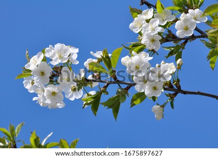 In spring, the cherry blossoms in white