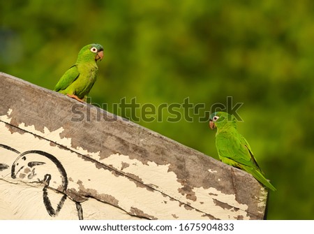 Close up of two yellow-chevroned parakeets perched on a wooden fence, Pantanal, Brazil.