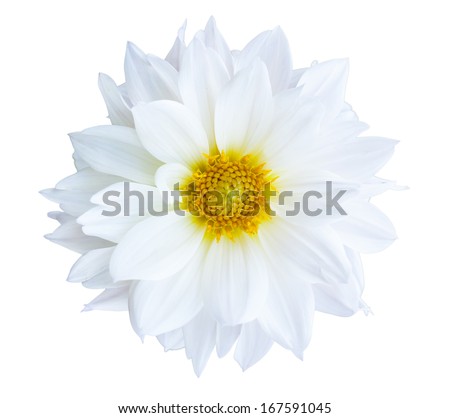 White flower on isolate background Royalty-Free Stock Photo #167591045