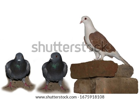 close up of group of beautiful pigeons on a white background.