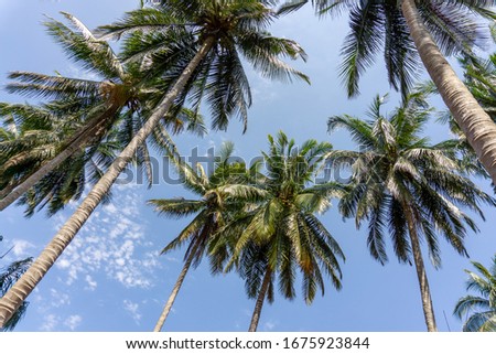 Upward view to coconut green leaves, gray stem and high trunk with fruits under white clouds and blue sky