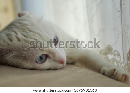 White Scottish fold cat with blue eyes in natural window light