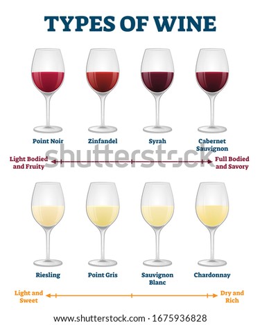 Types of wine vector illustration. Labeled red and white drink explanation. Various alcoholic beverage taste and color comparison. Zinfandel, syrah, sauvignon, riesling and chardonnay description. Royalty-Free Stock Photo #1675936828