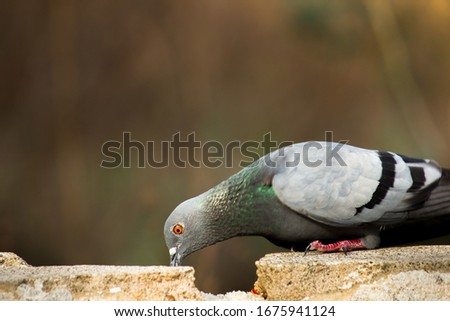 Columbidae is a bird family containing the pigeons and doves. It is the only family in the order Columbiformes. These are stout-bodied birds with short necks, and short slender bills that in some spec