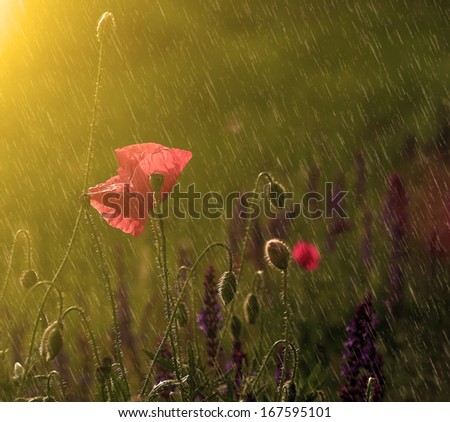 Summer / spring rain and beautiful poppy flower 