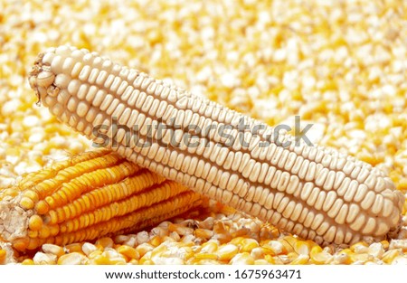 A pictures of different organic maize  captured. 