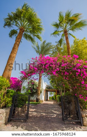 Pictures view of traditional Marsa Alam houses on small street with flowers in foreground. Location: Marsa Alam, Egypt, Africa. Travel summer holiday background concept.