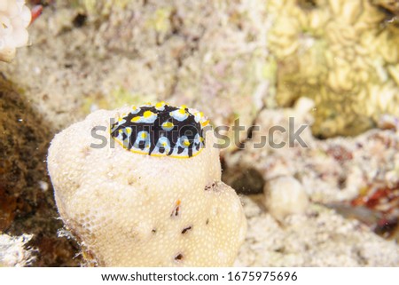 Chromodoris Sp. Nudibranch. Red sea. Egypt. Underwater photo.
