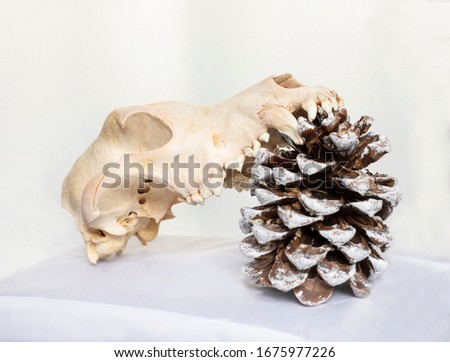 
still life with white background of a pineapple and a skull