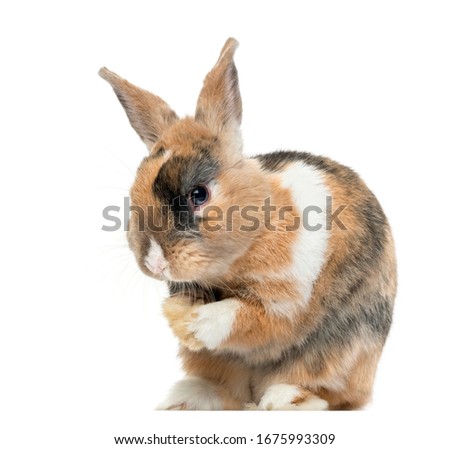 Multicolored Rabbit licking his paws, isolated on white