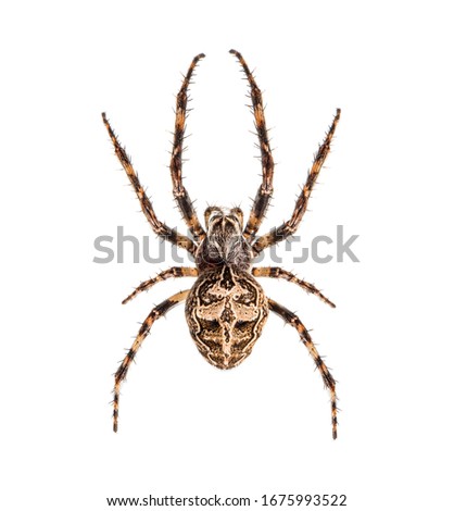 Diadem spider on its web, Araneus diadematus, isolated Royalty-Free Stock Photo #1675993522