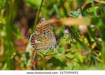 Aricia agestis, Brown Argus butterfly in nature. Common blue butterfly on wild flowers

