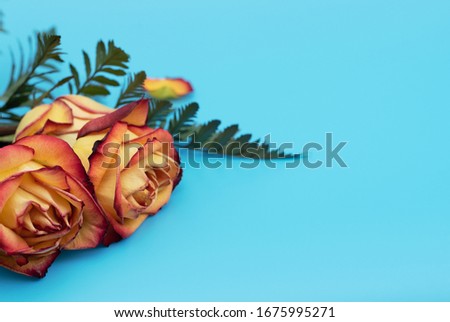 Yellow roses on blue background. Mother Day, spring or spa and beauty concept. Greeting, invitation card. Flat lay, top view style with copy space for your text. Selective focus.