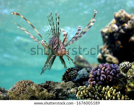 Red lionfish (Pterois volitans) underwater. Red Sea