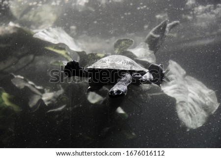 Freshwater aquarium turtle, chrysemis, trachemis and more species in aquarium 
