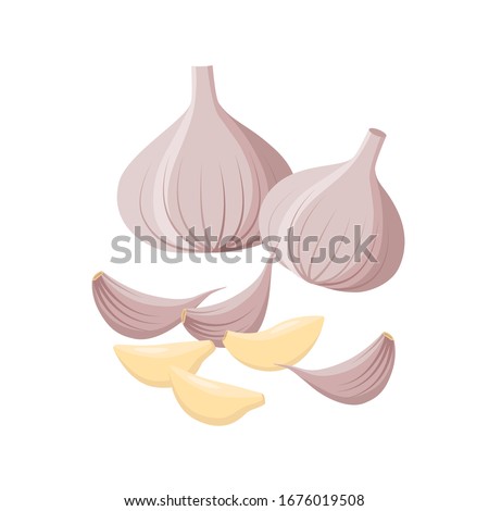 Garlic isolated on white background. Vector illustration. Garlic Bulbs and cloves in flat design isolated on white background. Royalty-Free Stock Photo #1676019508