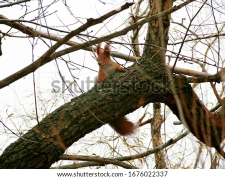Red squirrel with tassels on the ears in autumn on a tree trunk among the branches                  