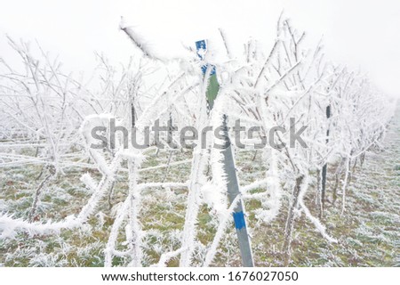 Snow covered vineyard in the winter after a freezing rain storm and on one day with a fog. Winter frosty vineyard landscape covered by white flake ice.
