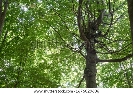 Large tree with beautiful crown, seen from below, many branches, clear day