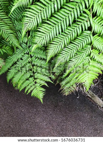 background for your phone, natural background for your phone desktop, fern leaves and asphalt texture