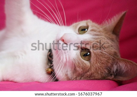A ginger cat photo shoot. Pink background. Stray cat with yellow eyes. Yellow cat lying on the couch.