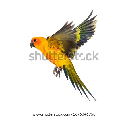 sun parakeet, bird, Aratinga solstitialis, flying, isolated Royalty-Free Stock Photo #1676046958