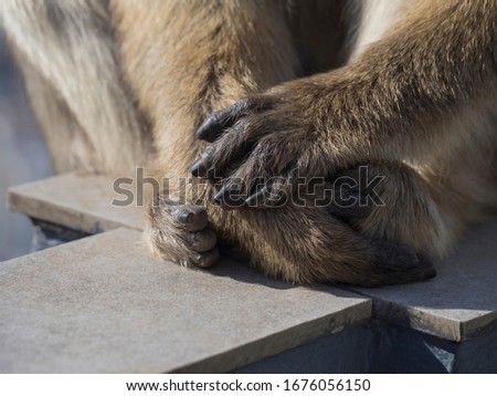 The hands of a Barbary monkey, they are also known locally as mountain monkeys (Macaca sylvanus). Close-up of a hand, lying above the other hand and the monkeys feet. Picture of an ape-hand.