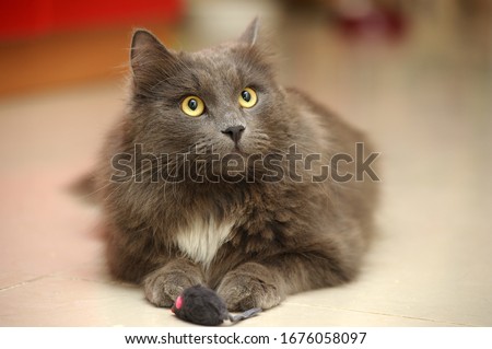 chic fluffy with a white breast cat