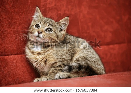 sad brown kitten on a red background