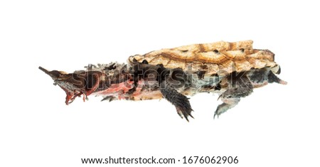 Side view of a Mata Mata swimming, turtle, Chelus fimbriata, isolated on white