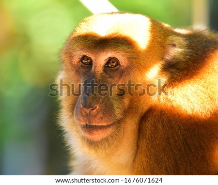 portrait monkey close up picture with blur background, platyrrhini monkey.