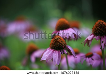 
Bee on a large colored daisy