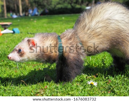 ferret in a green park Royalty-Free Stock Photo #1676083732