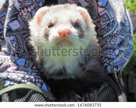 ferret in a green park