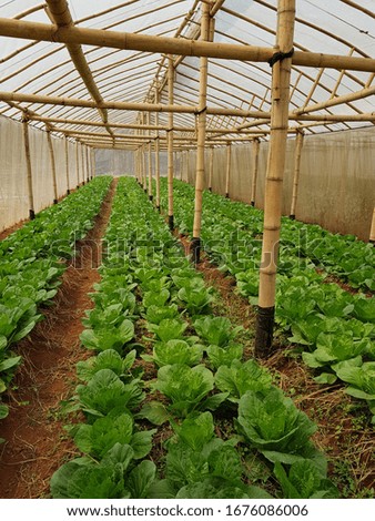 Plant vegetables in the net for insect protection and non-toxic.