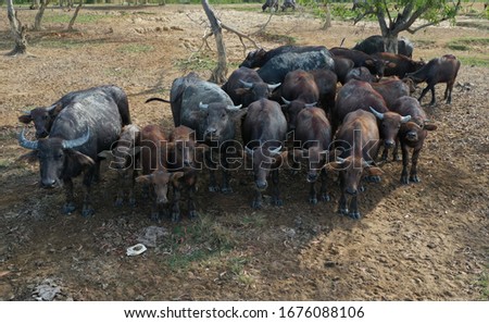 A group of Asian buffalo are standing fields in the morning.