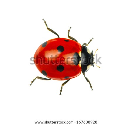  Ladybug isolated on white background Royalty-Free Stock Photo #167608928